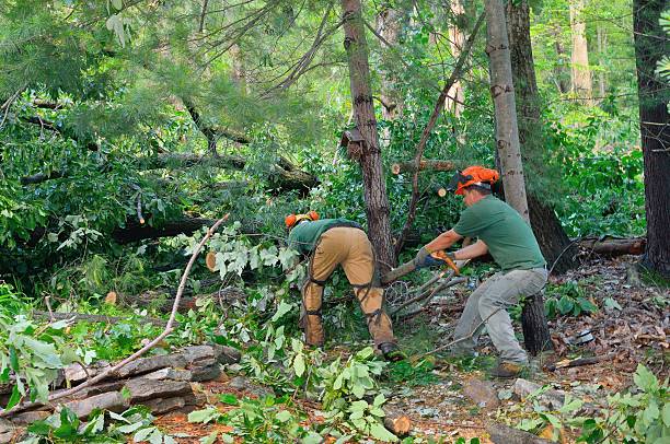 Best Tree Removal Near Me  in The Woodlands, TX